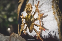 CUENCA SE LLENA DE FE PARA BESAR LA MANO DE LA MADRE DEL JUEVES SANTO